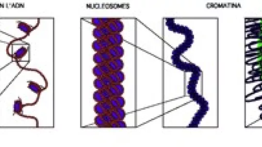 Clica sobre la imatge. Richard Wheeler (Zephyris, 2005). Reproduïda amb permás
