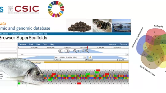La secuenciación masiva y de ensamblaje ha permitido obtener la versión más completa hasta la fecha de la secuencia del genoma de la dorada