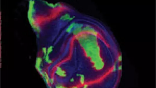 Current Biology Cover