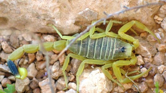 Giant Yellow Israeli scorpion. Image: Ester Inbar