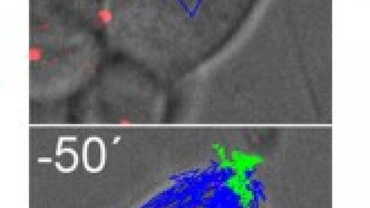 Seguimiento en vivo de centrosomas (en rojo) en una célula madre de Drosophila, desde el inicio del ciclo hasta momentos antes de la división. En verde y azul, las trayectorias de los centrosomas apical, en posición fija, y basal, que se mueve por toda la