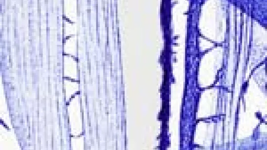 Image from the exhibition "Paisatges Neuronales", on loan from Fundació "la Caixa".