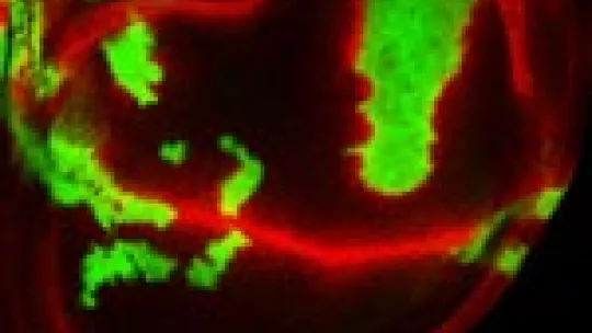 Drosophila wing disc containing group of cells (green) where receptor Notch has been removed. Absence of Notch leads to activation of  pathway in neighboring normal cells, by expression of target gene of Notch pathway (red). ©MMilan Lab IRB Barcelona