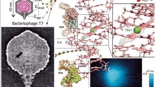 Researchers have experimentally and theoretically determined for the first time an important property of DNA that has remained unknown until now - its dielectric constant. This opens the way to a realistic computational description of DNA...