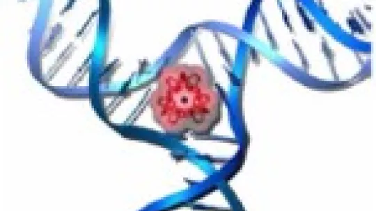 The drug locates into the centre of the DNA structure