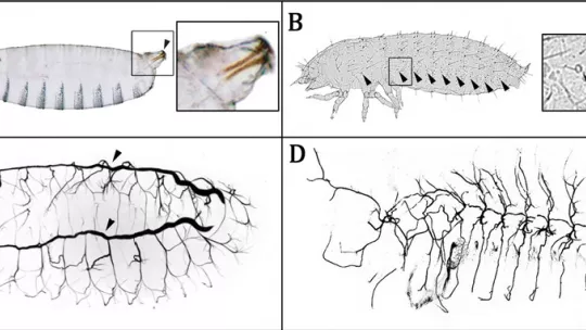 Organisation of the tracheal systems in Drosophila (A) and Tribolium (B)