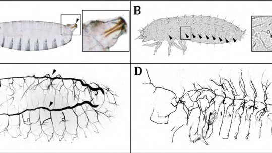 Organización del sistema de tráqueas en Drosophila (A) y Tribolium (B)