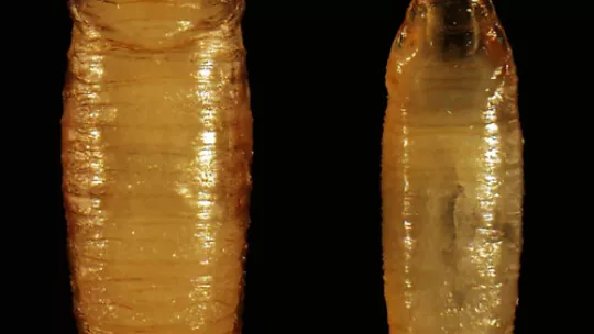 bantam mutant animals (right) show reduced body size as a result of abnormally high steroid hormone levels. © M. Milán lab, IRB Barcelona. Author: Laura Boulan