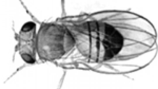 Drosophila melanogaster es una herramienta con gran potencial para la investigación de enfermedades humanas