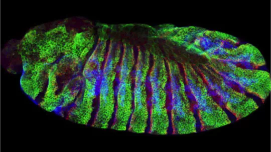 The fruit fly Drosophila melanogaster, an animal model used to study developmental processes. 