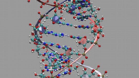 Les molècules d'RNA de doble cadena provoquen el procés de silenciació genètica conegut com RNA d'interferència.<br> Imatge cedida per M. Orozco (IRB Barcelona)