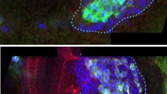 En un embrión de Drosophila en desarrollo, (arriba) E-Cadherina ayuda a mantener las células juntas para facilitarles una migración coordinada; (abajo) y sin E-Cad las células desorganizadas. (J Casanova lab)