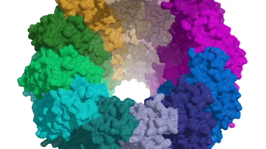 Structure of the portal proteins of Epstein-Barr virus. Cristina Machón, IRB Barcelona.