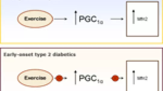 Graphic about the different responses of mitochondrial gens of young obese subjects with or without diabetes during physical exercise