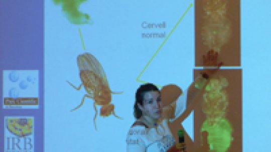 La investigadora del IRB Barcelona, Eli Castellanos, explica las técnicas que usan los científicos para estudiar el cáncer en moscas de la fruta. (Pepe Encinas, copyright Fundació Caixa Catalunya) <br />