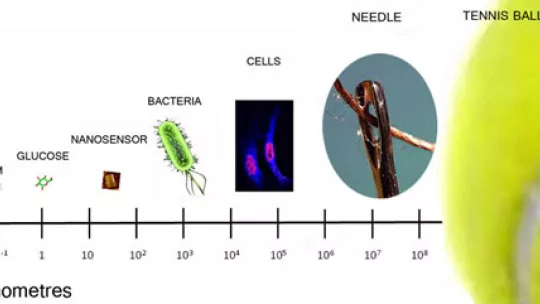 This image tries to offer an idea of the size of the DNA nanosensor compared to other objects (author: CSIC)