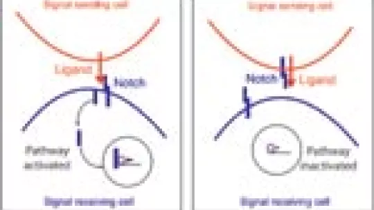 A graphic showing the opposite functions of Notch receptor.