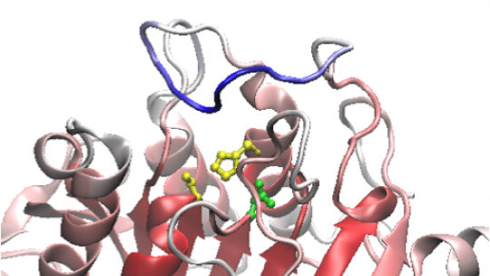 Imatge 3D de l'estructura de la proteïna LIPG (F Slebe, IRB Barcelona)