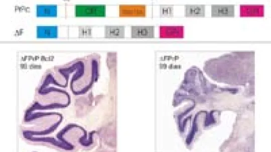PrpC natural (top) prcp truncated (above) Triple mutant cerebel, with bcl-2 (left) Mutant cerebel without bcl-2 (right)