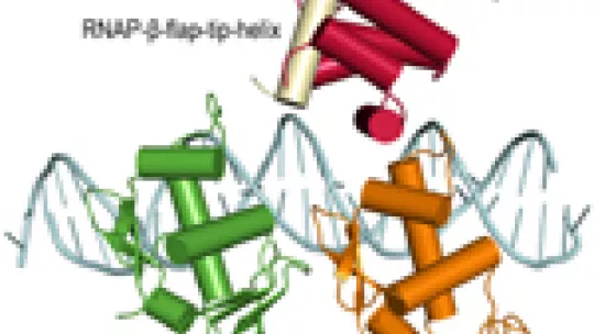 3D representation of the protein complex necessary for the activation of pho regulon genes in E. coli. The RNA polymerase protein (RNAP) binds to the transcriptional activator PhoB.