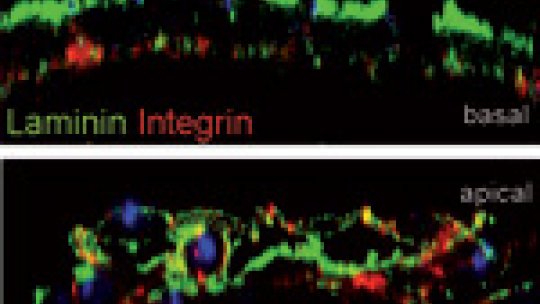 Laminin and Integrin localization in scarface mutant embryos.