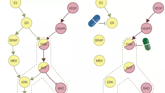 Combined therapy using two drugs emerges as a promising approach to tackle cancer resistance. Biocomputational analyses at IRB help to detect new synergistic combinations, such as raloxifene and cabozantinib , for the treatment of breast cancer. 