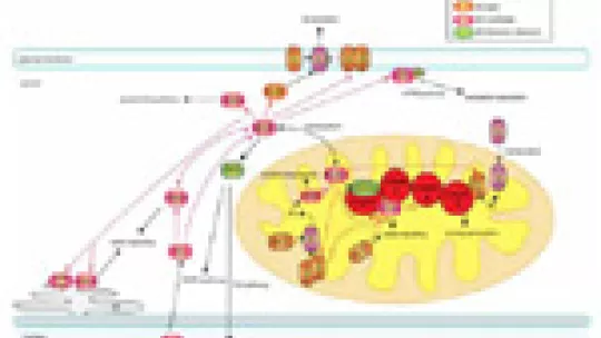 The ECSIT protein links oxidative stress, inflammation and mitochondrial dysfunction.