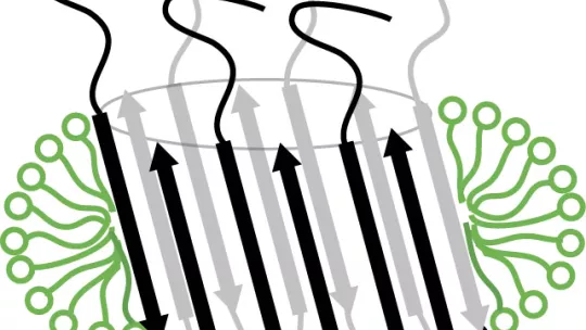 Diagrama de la estructura en forma de barril presumiblemente adoptada por agregados de beta amiloide en la membrana celular de neuronas (Natàlia Carulla, IRB Barcelona)