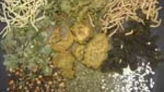 Some of the Chinese plants that will be used to find new drugs to treat schizophrenia and bipolar affective disorder.