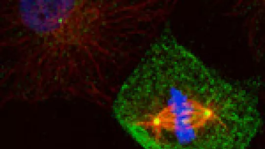 This image depicts four cells (DNA in blue and a centrosomal protein in red). The cell on the left is in mitosis. Observe how the DNA condenses in the chromosomes and the two centrosomes separate and accumulate proteins (maturation).