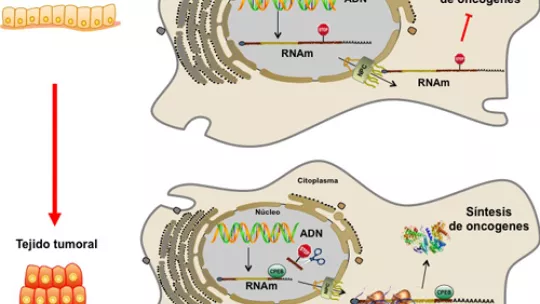 In healthy cells, messenger RNA, which conserves the region holding regulatory signals, is not translated into proteins in the cytoplasm. In cancerous cells, CPEB1 cuts a region of Messenger RNA and attaches itself to this region. The protein then moves t