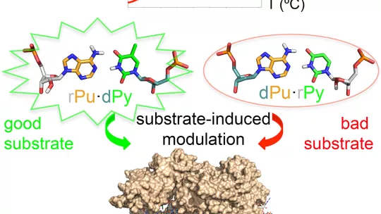 La asimetría de híbridos de ADN y ARN puede ser usada para mejorar la eficiencia de tecnologías de edición génica como CRISPR-Cas9 (M Terrazas, IRB Barcelona)