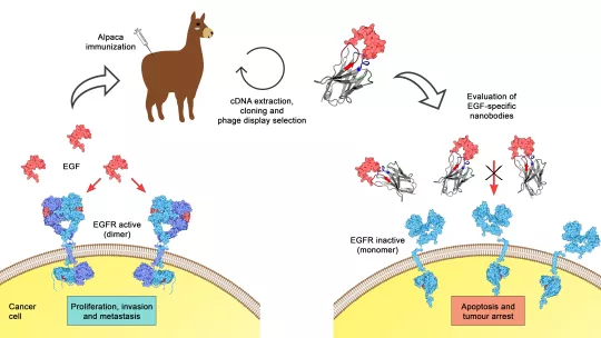 Estrategia para obtener y evaluar nanoanticuerpos específicos contra EGF humana (S. Guardiola y M. Varese, IRB Barcelona)