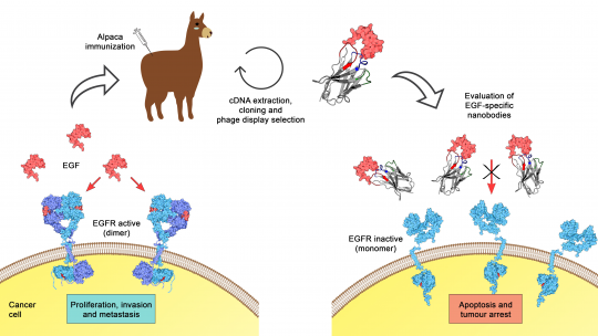 Strategy to obtain and evaluate specific nanobodies against human EGF (S Guardiola and M Varese, IRB Barcelona)