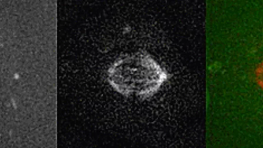 Microtubules in the mitotic spindle (Photo: N Lecland, IRB Barcelona)