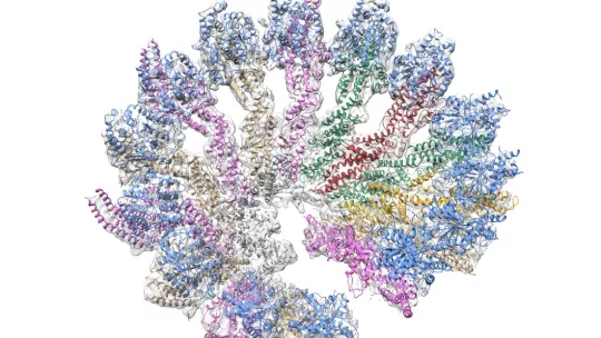 Estructura en 3D del anillo gamma-tubulina (γTuRC) humano.