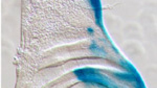 Hedgehog is present in the most posterior part of the wing primordium of Drosophila (blue)