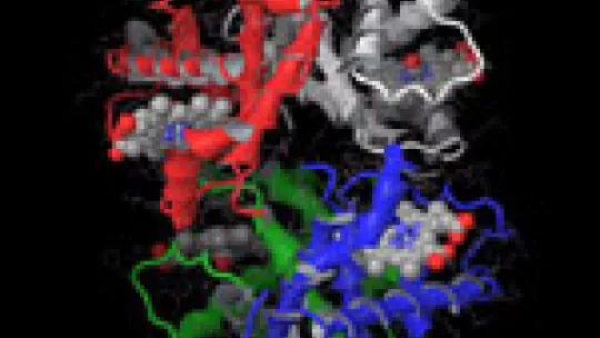 <p>Estructura atómica de la hemoglobina. (c) BSC-IRB Barcelona</p>