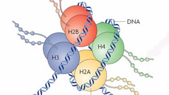 Histone tails (FreeStockImages)