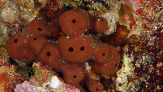 The marine sponge Homophymia lamellosa is the natural source of pipecolidepsin A (PharmaMar)