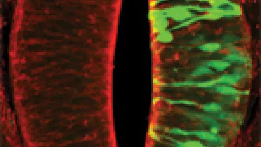 The green fluorescent protein is produced by a system designed by researchers at IRB Barcelona and its expression demonstrates that the technique works correctly in human cells and other animal cells. © Image: Roberto Álvarez-Medina (CSIC)