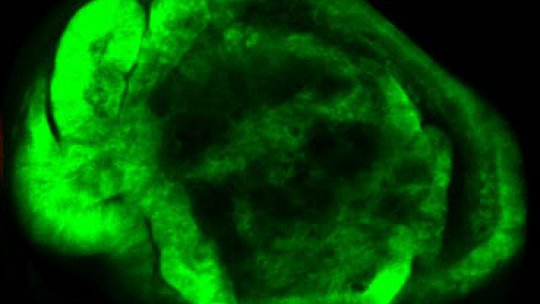  The overexpression of the gene Serpent in the Drosophila wing causes permanent overgrowth and it is sufficient to promote tumour development (Image: Kyra Campbell, IRB Barcelona) 