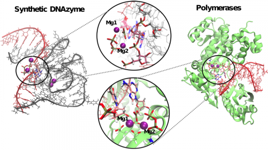 The DNAzyme 9DB1, whose catalytically active structure and reaction mechanism was unknown, makes use of a mechanism involving two ions, similar to that used by natural enzymes (J. Aranda, IRB Barcelona).
