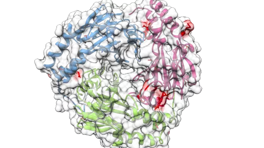 Representation of a Smad protein 3D structure. In red, the most common mutations in lung cancer (M. Macias lab, IRB Barcelona)