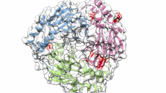 Representació d'una estructura 3D de la proteïna SMAD. En vermell, els llocs de mutació més habituals en càncer de pulmó (M. Macias lab, IRB Barcelona)