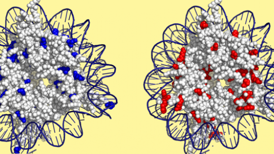 Residus d’histones necessaris per una resposta d’adaptació a un augment de la temperatura (blau) o de la concentració salina (vermell). IRB Barcelona.