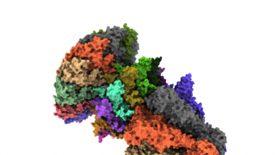 Modelo de superficie mostrando la estructura de la cola del bacteriófago T7. Ana Cuervo, CNB-CSIC.