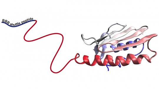 Esquema del concepto terapéutico diseñado por el IRB Barcelona. Unión de la proteína frataxina y el péptido lanzadera (línea azul) para hacer llegar la proteína al cerebro, cruzando la barrera hematoencefálica (IRB Barcelona)