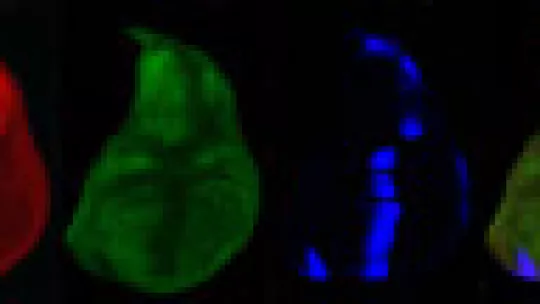 The new mechanism has been found in the imaginal disk that will lead to the Drosophila wing, represented in this picture.