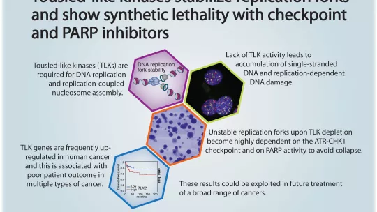 Image: Sandra Segura, IRB Barcelona
